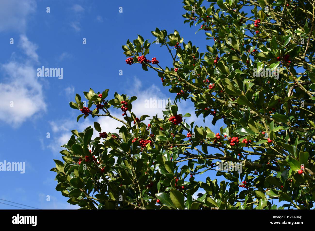 Holly (Ilex aquifolium) avec des fruits en automne et en hiver Banque D'Images