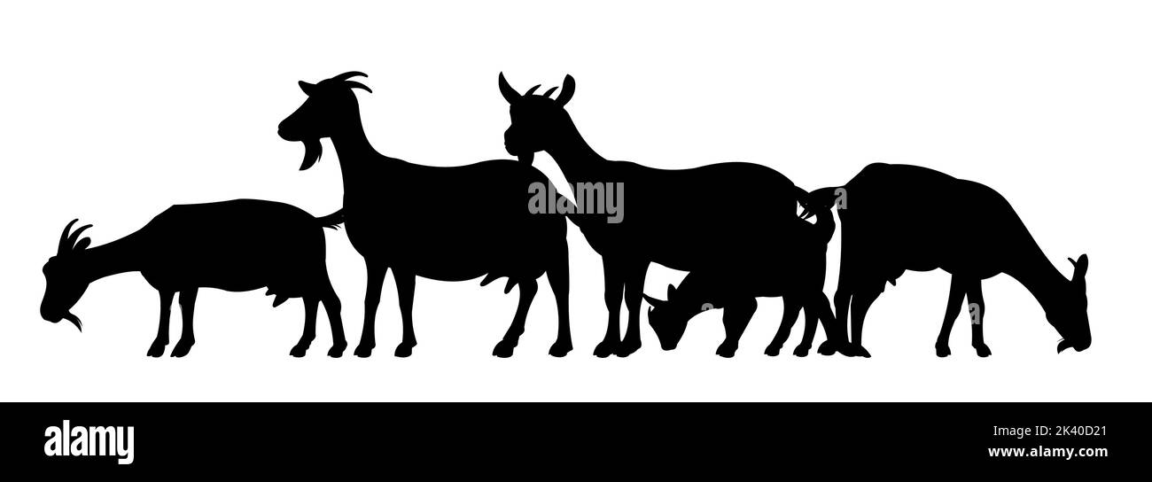 Chèvres paître sur pâturage. Silhouette de l'image. Animaux de la ferme. Animaux pour le lait et les produits laitiers. Isolé sur fond blanc. Vecteur Illustration de Vecteur