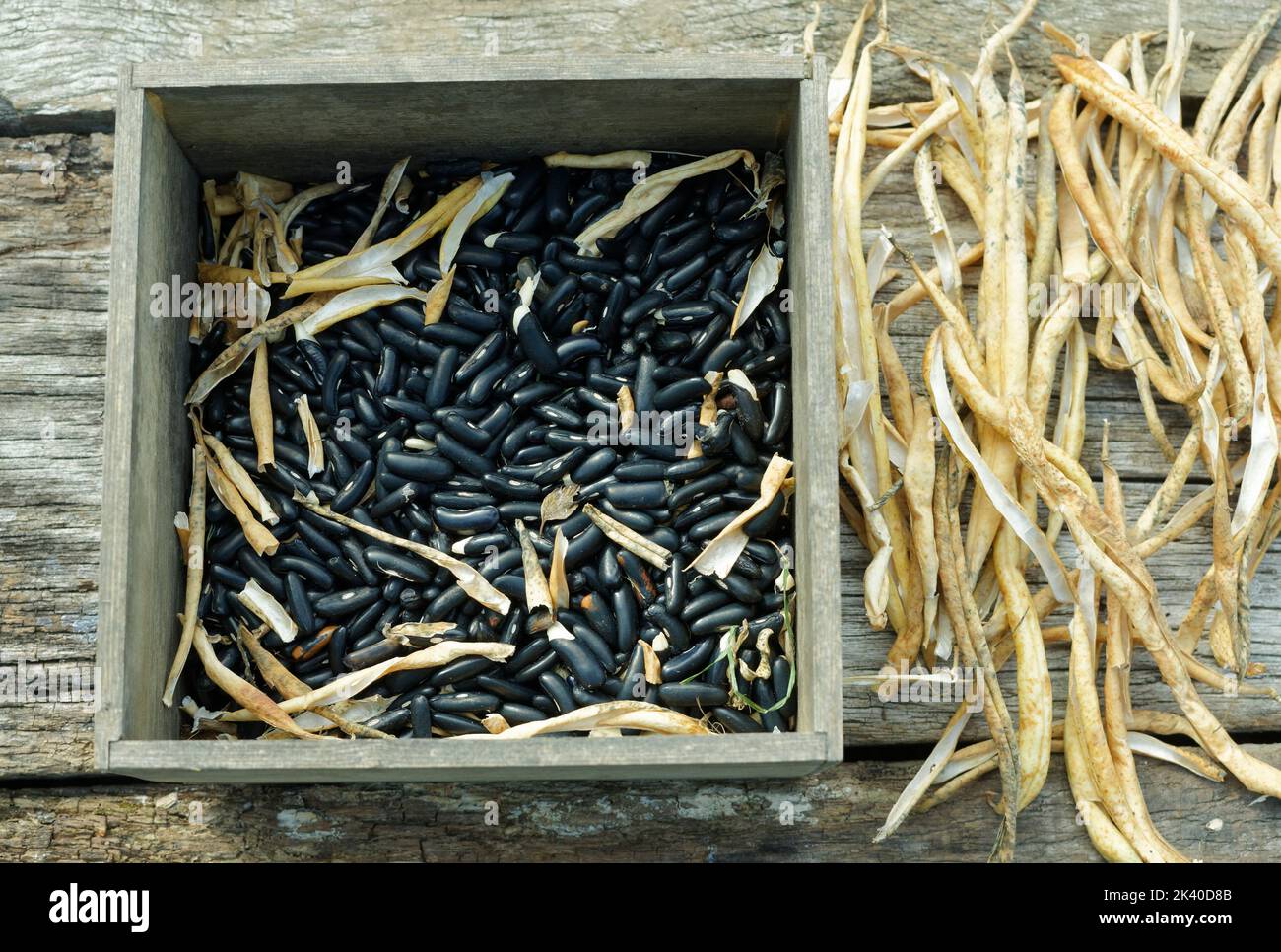 Graines de haricots du potager, récolte des graines pour la prochaine saison Banque D'Images