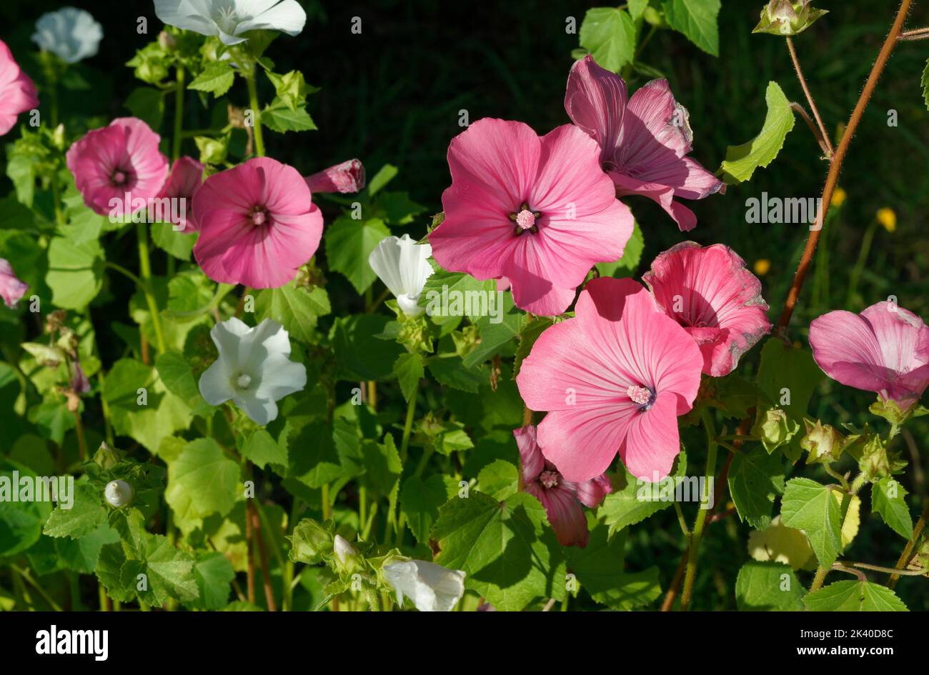 Lavatera trimestris mallow (royale), la floraison. Banque D'Images