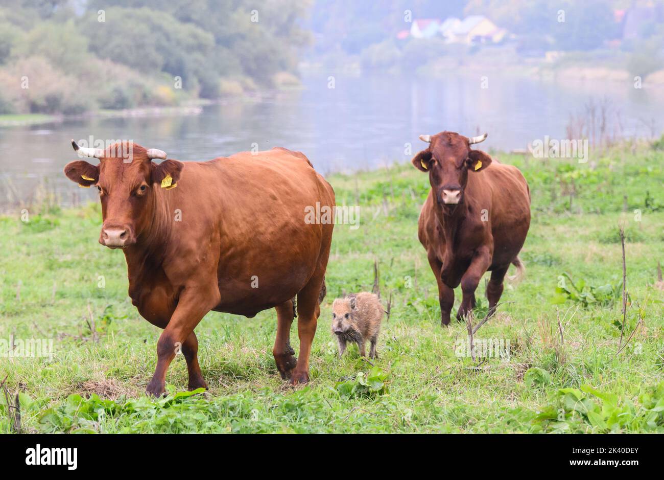 29 septembre 2022, Basse-Saxe, Brevörde-grave: Le sanglier 'Frida' court entre deux vaches sur un pâturage sur le Weser dans le district de Holzminden. Il y a quelques semaines, le sanglier frais s'est joint à un troupeau de bovins rouges de la ferme biologique familiale Stapel, dans la tombe près de Brevörde. Photo: Julian Stratenschulte/dpa Banque D'Images