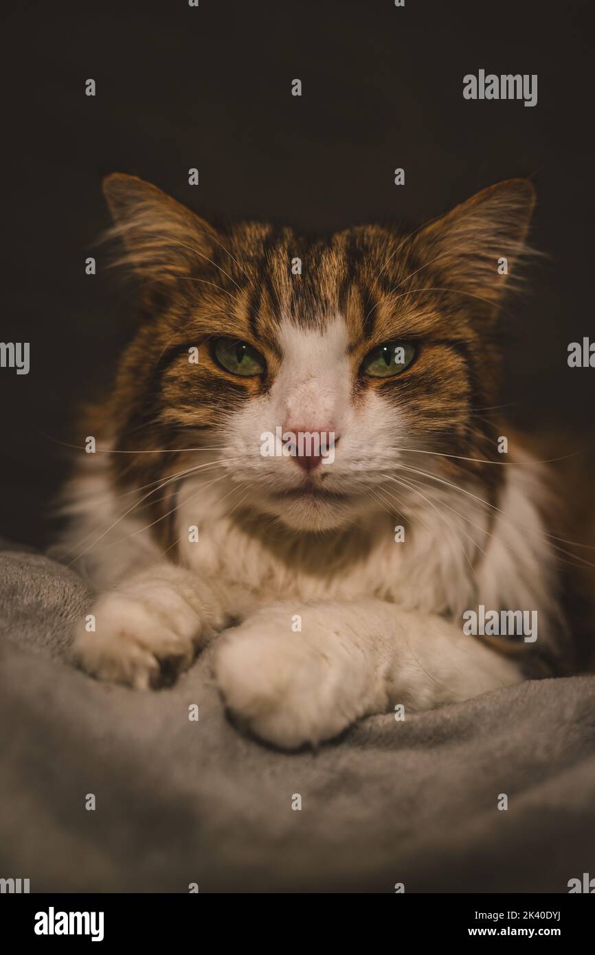 Portrait d'un chat aux yeux verts Banque D'Images