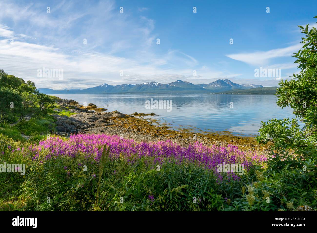 Fireweed, sally en fleurs, feuilles de saule de Rosebay, Grande herbe de saule (Epilobium angustifolium, Chamerion angustifolium), été norvégien près de Tromsoe Banque D'Images