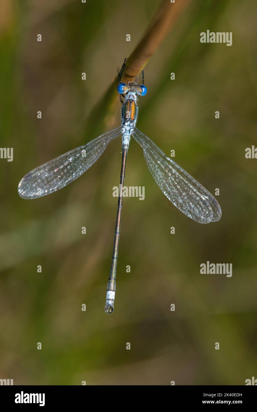 Émeraude rares (demoiselle Lestes dryas), homme, Allemagne Banque D'Images