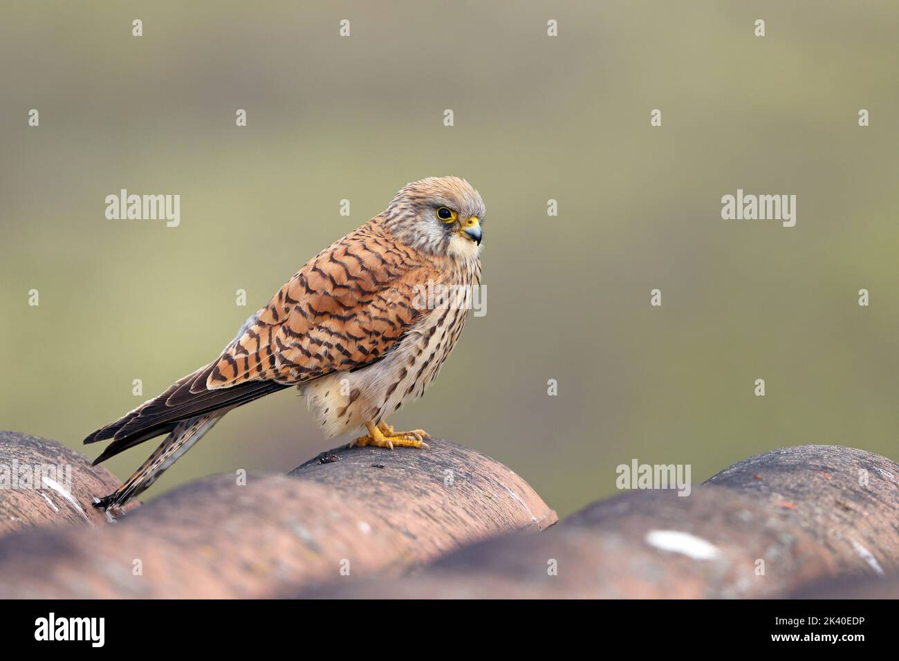 Petit kestrel (Falco naumanni), femelle perchée sur un toit, Espagne, Estrémadure Banque D'Images