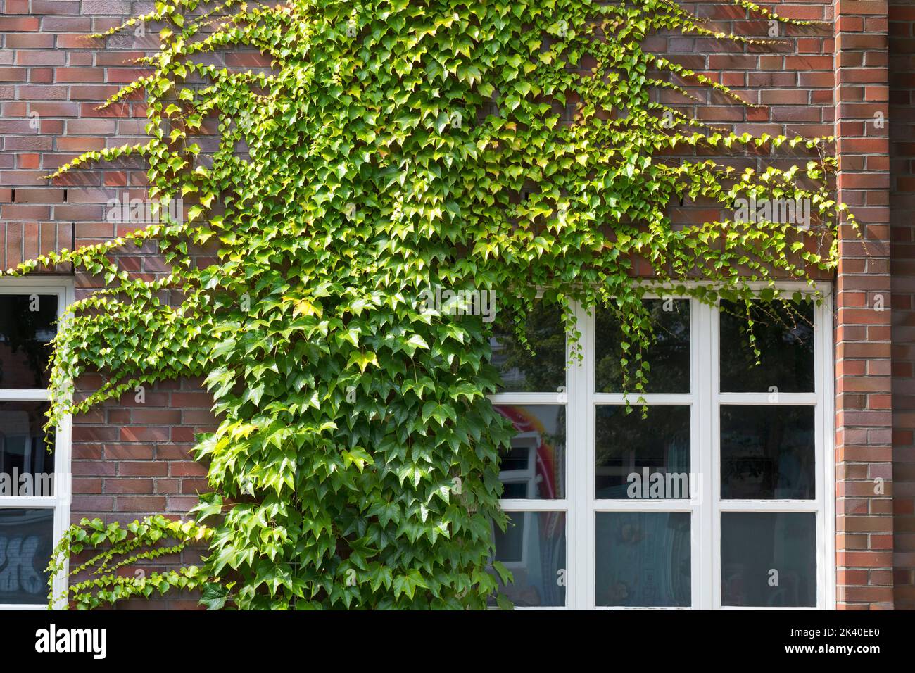 Boston ivy, super-réducteur japonais (Parthenocissus tricuspidata), escalade à une façade, Allemagne Banque D'Images