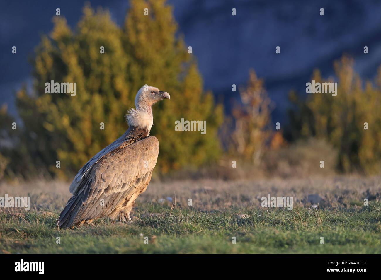 griffon vautour (Gyps fulvus), perché sur le sol, Espagne, Katalonia, Solsona Banque D'Images