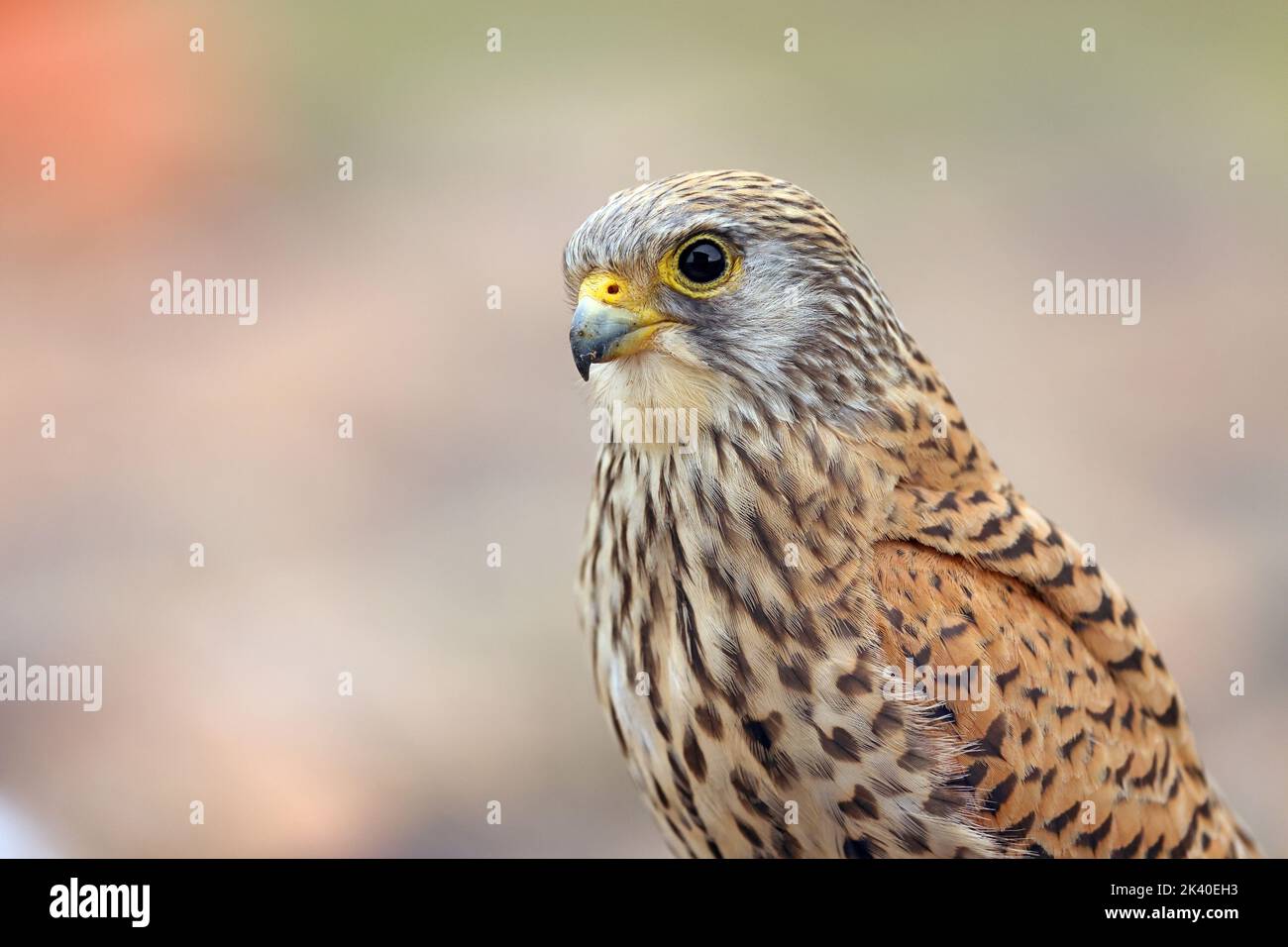 Petit kestrel (Falco naumanni), portrait d'une femme, Espagne, Estrémadure Banque D'Images