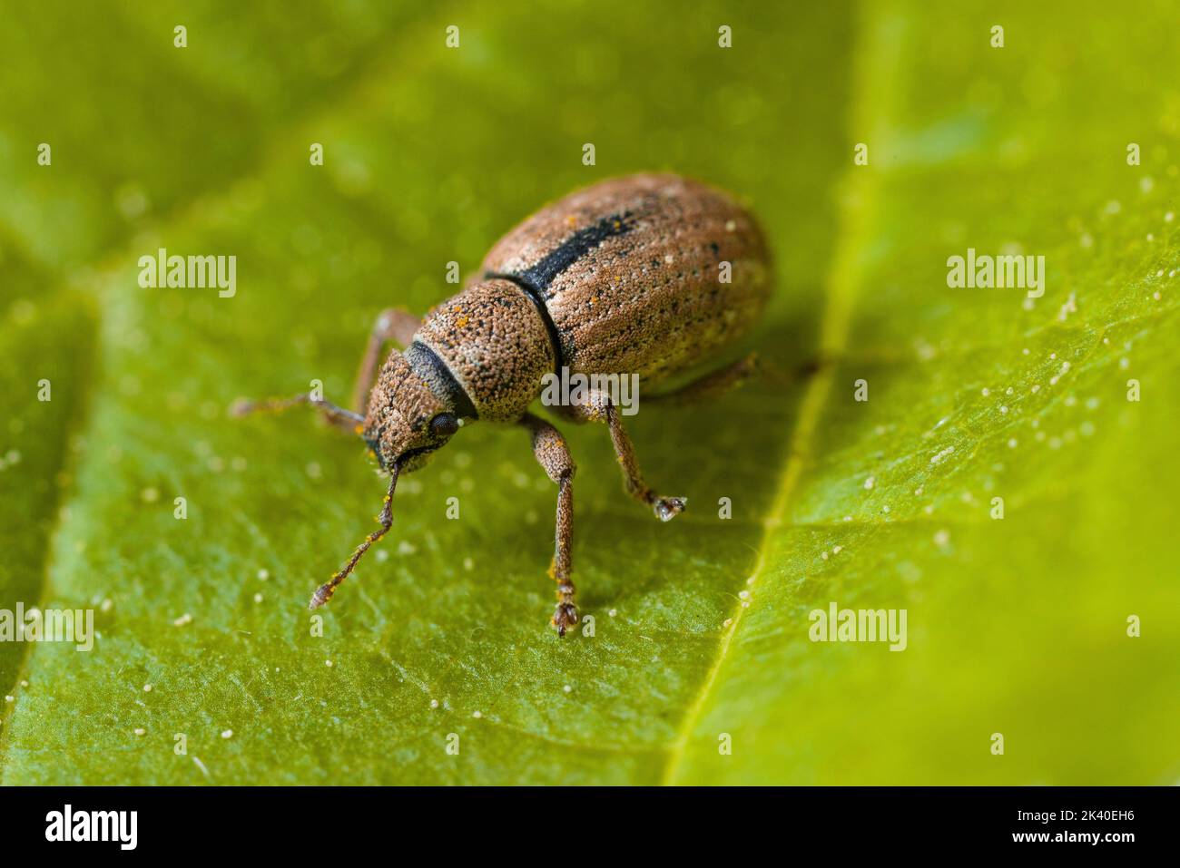 Nut Leaf Weevil (Strophosoma melanogrammum), se trouve sur une feuille, Allemagne Banque D'Images