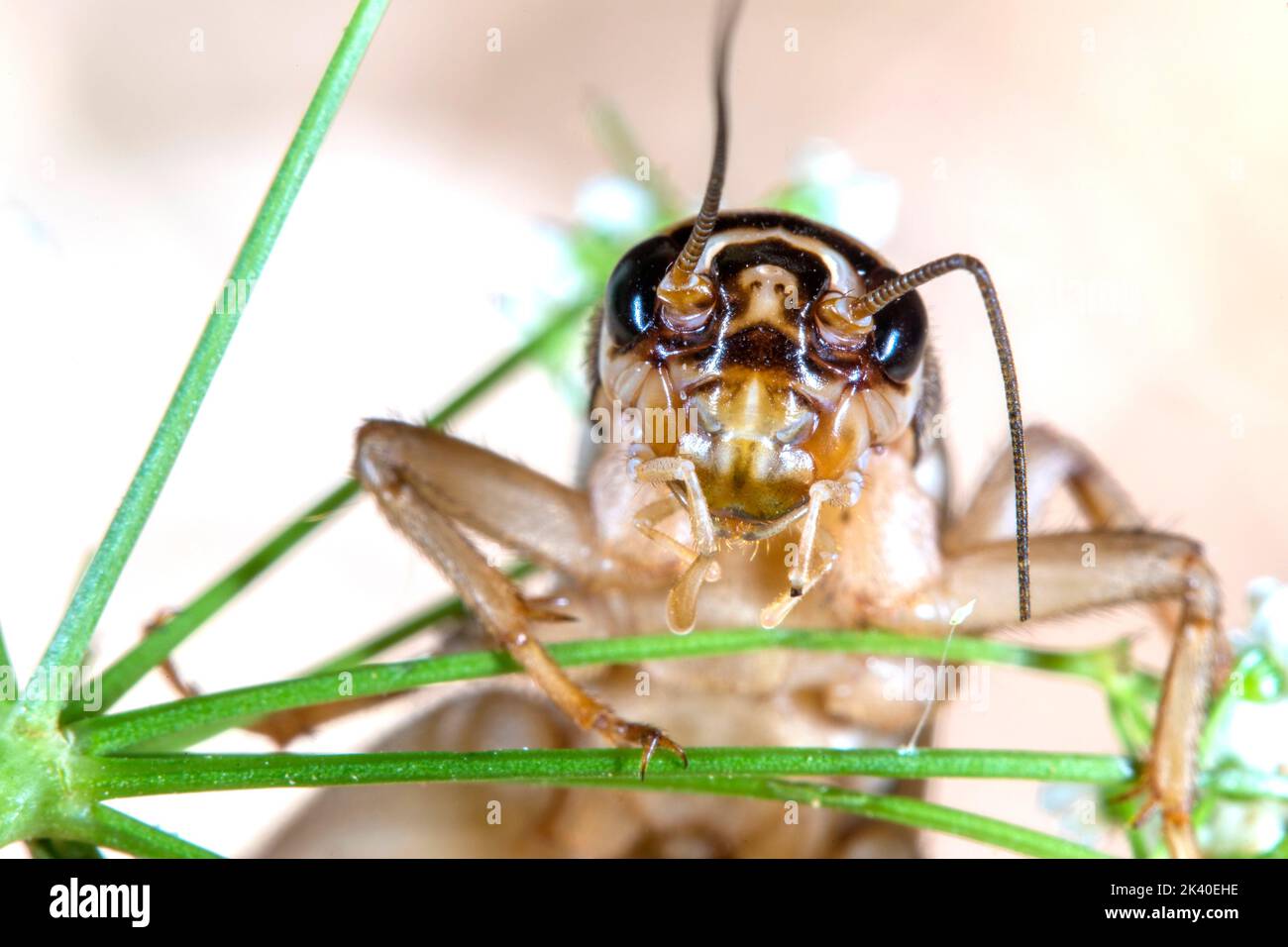 Cricket domestique, cricket domestique, cricket gris domestique (Afeta domesticus, Afeta domestica, Gryllulus domesticus), portrait, Allemagne Banque D'Images
