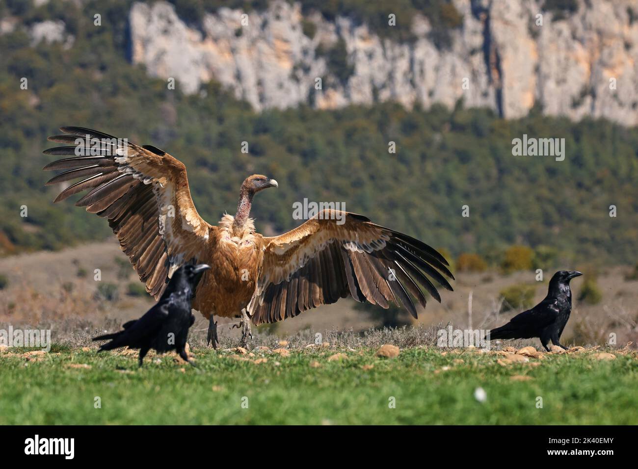 griffon vautour (Gyps fulvus), terres aux ailes étirées près d'un corbeau, Espagne, Katalonia, Solsona Banque D'Images