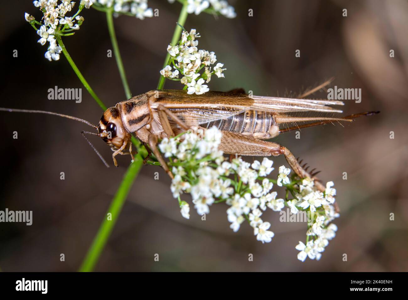 Cricket domestique, cricket domestique, cricket gris domestique (Aketa domesticus, Aketa domestica, Gryllulus domesticus), femelle assis sur une inflorescence, Banque D'Images