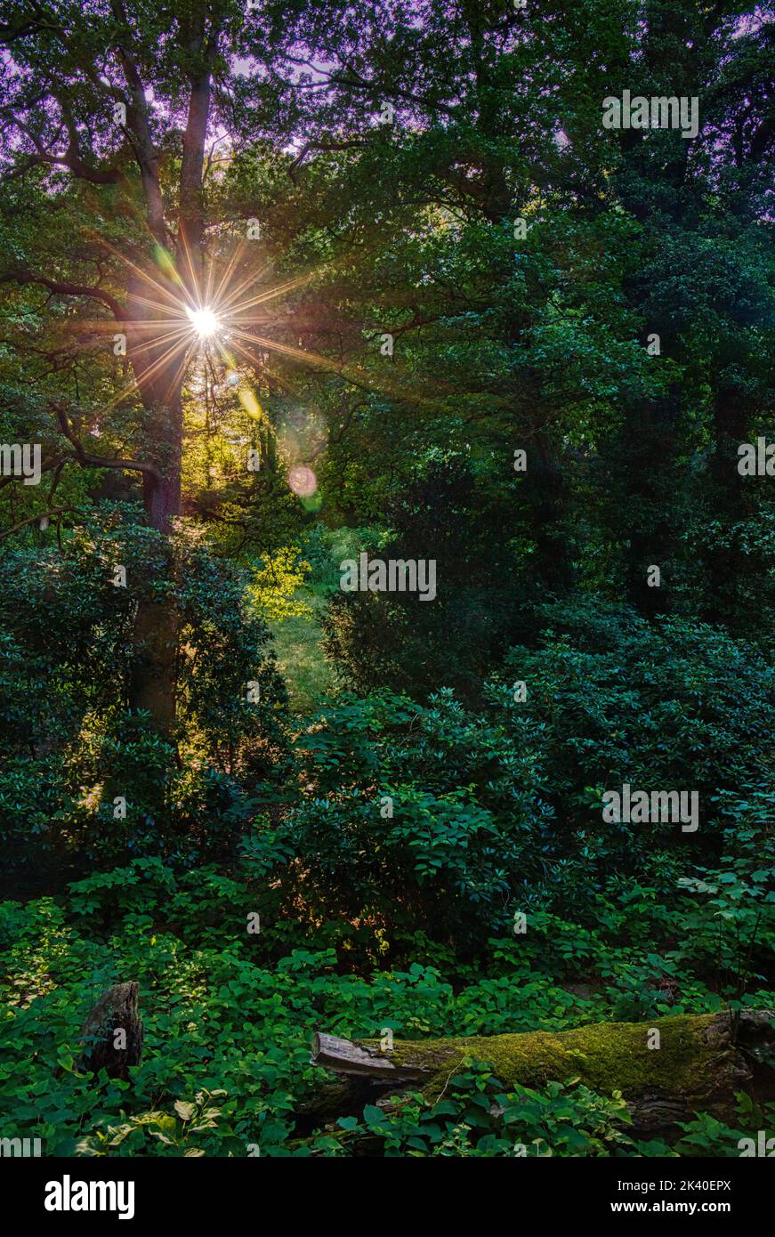 Forêt mixte à feuilles caduques contre la lumière, Allemagne, Rhénanie-du-Nord-Westphalie Banque D'Images