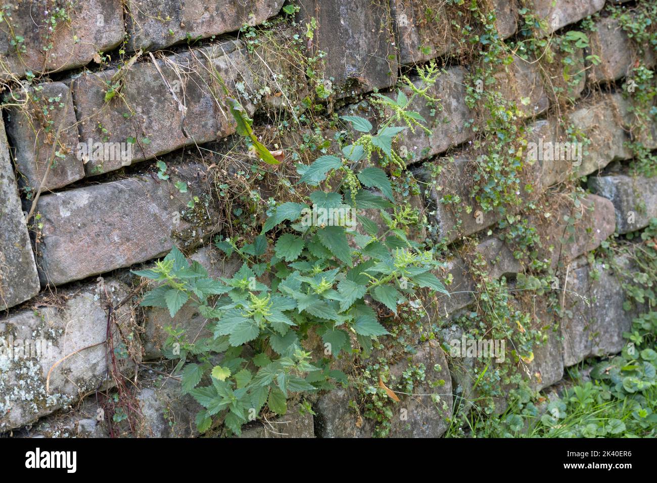 Ortie commune, ortie de piqûre, feuille d'ortie, ortie, aiguillon (Urtica dioica), La croissance dans un vieux mur, l'Allemagne Banque D'Images