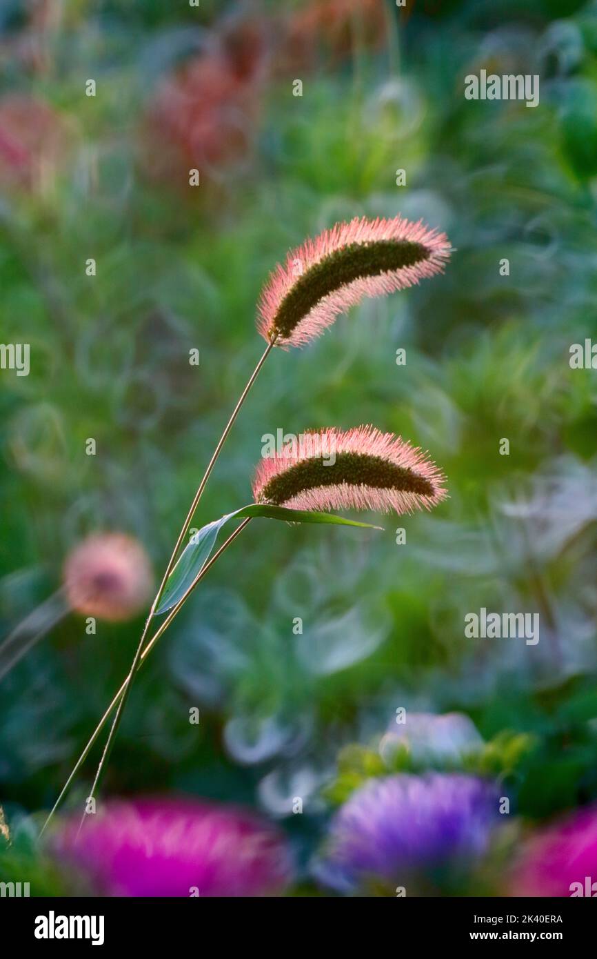Herbe en bouteille, soie verte, queue de renard verte (Setaria viridis), deux oreilles en contre-jour, Allemagne, Rhénanie-du-Nord-Westphalie Banque D'Images