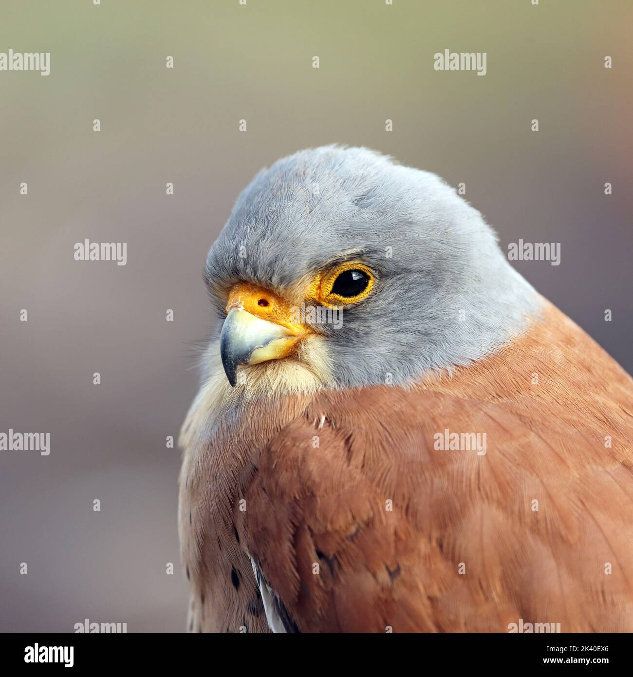 Petit kestrel (Falco naumanni), portrait d'un homme, Espagne, Estrémadure Banque D'Images