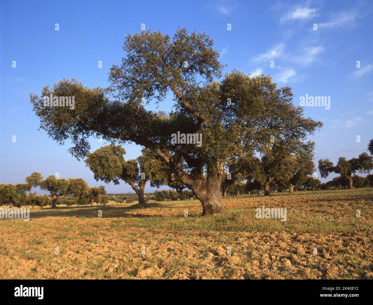 Chêne de Holm, chêne d'Evergreen, chêne de Holly, chêne d'Evergreen (Quercus ilex), prairie avec chênes de Stockholm , Espagne, Estrémadure Banque D'Images