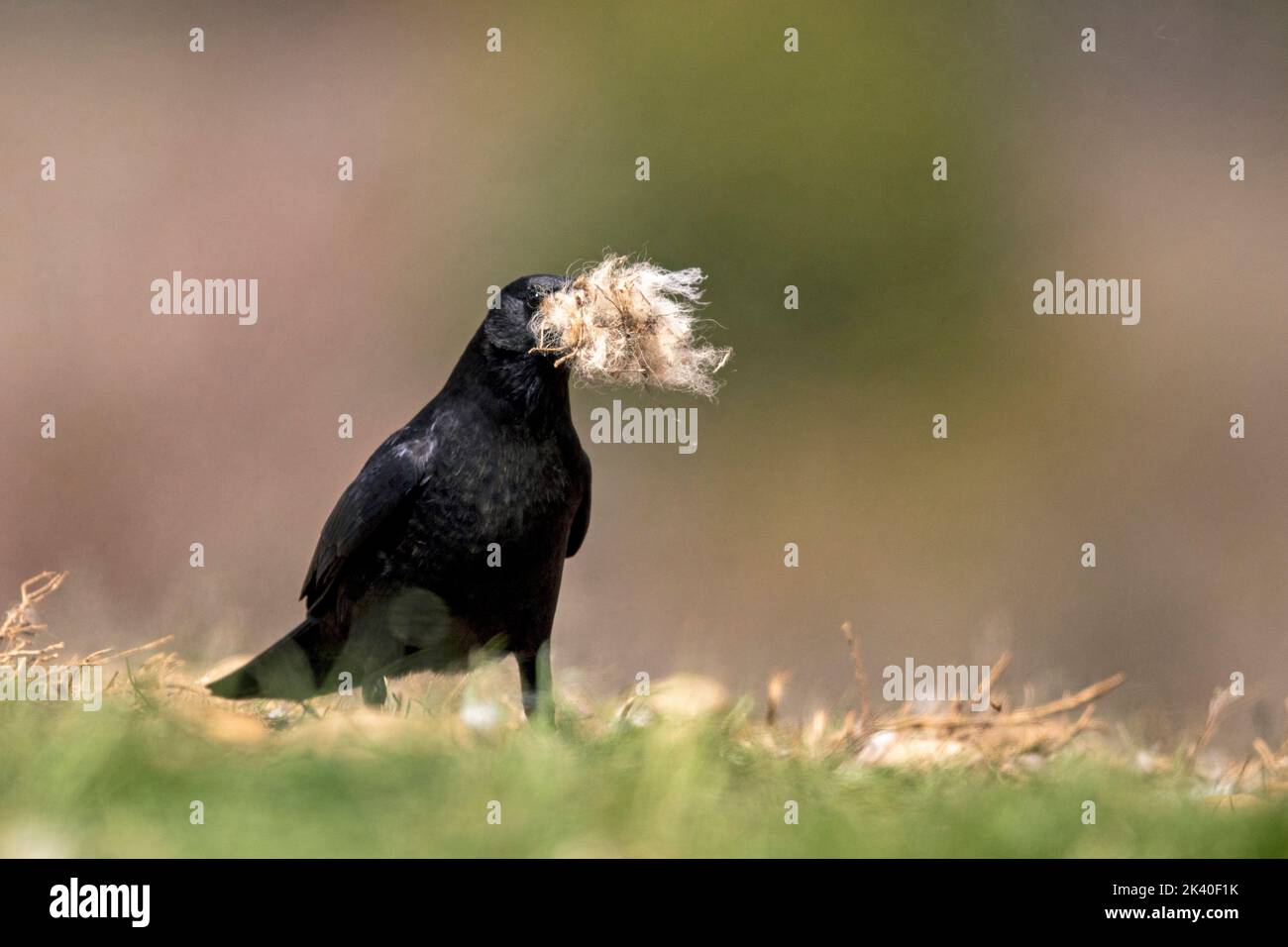 Corbeau commun (Corvus corax), avec laine dans le projet de loi pour la construction de nids, Espagne, Pyrénées, Sierra de Port del Comte Banque D'Images