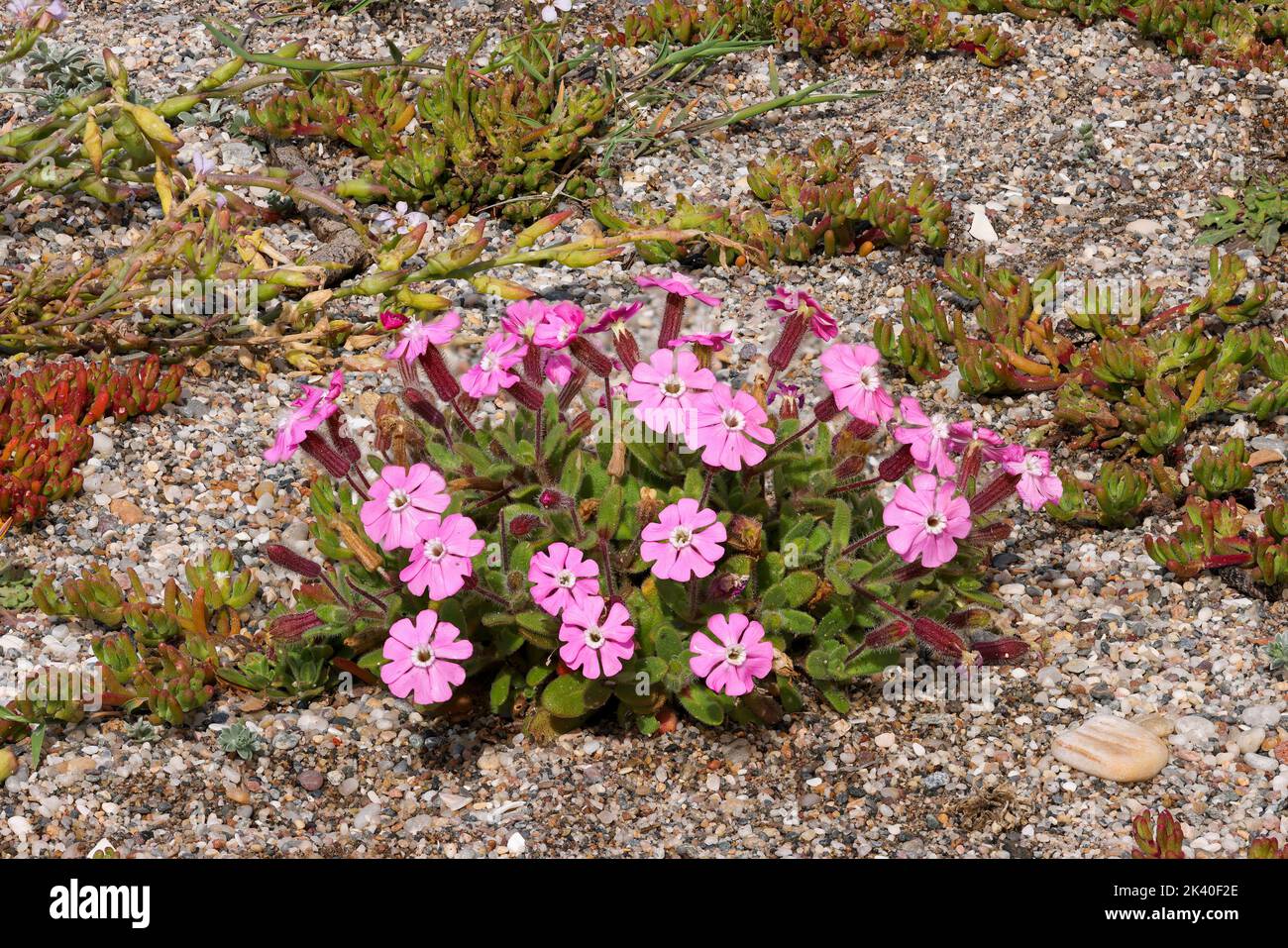 Shore campion (Silene littorea adsendens), floraison, Espagne, Andalousie, Parc National de Cabo de Gata Banque D'Images