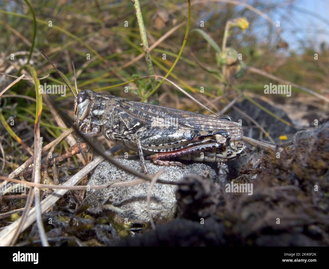 Le criquet italien (Callipamus italicus, Calliptenus cerisanus), est assis sur une pierre, l'Allemagne Banque D'Images
