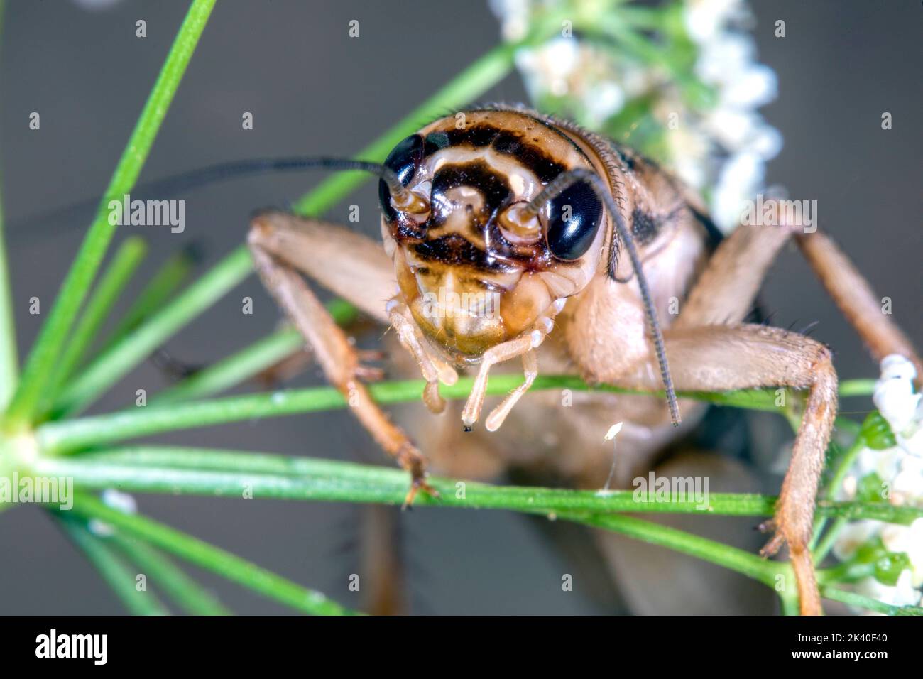 Cricket domestique, cricket domestique, cricket gris domestique (Afeta domesticus, Afeta domestica, Gryllulus domesticus), portrait, Allemagne Banque D'Images
