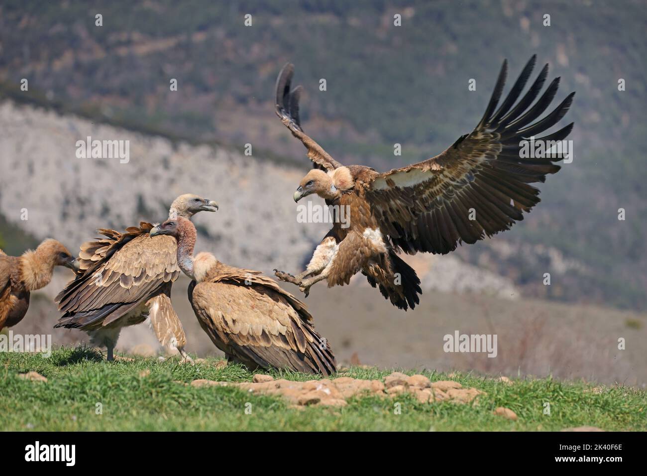 griffon vautour (Gyps fulvus), adulte approchant un groupe, Espagne, Katalonia, Solsona Banque D'Images