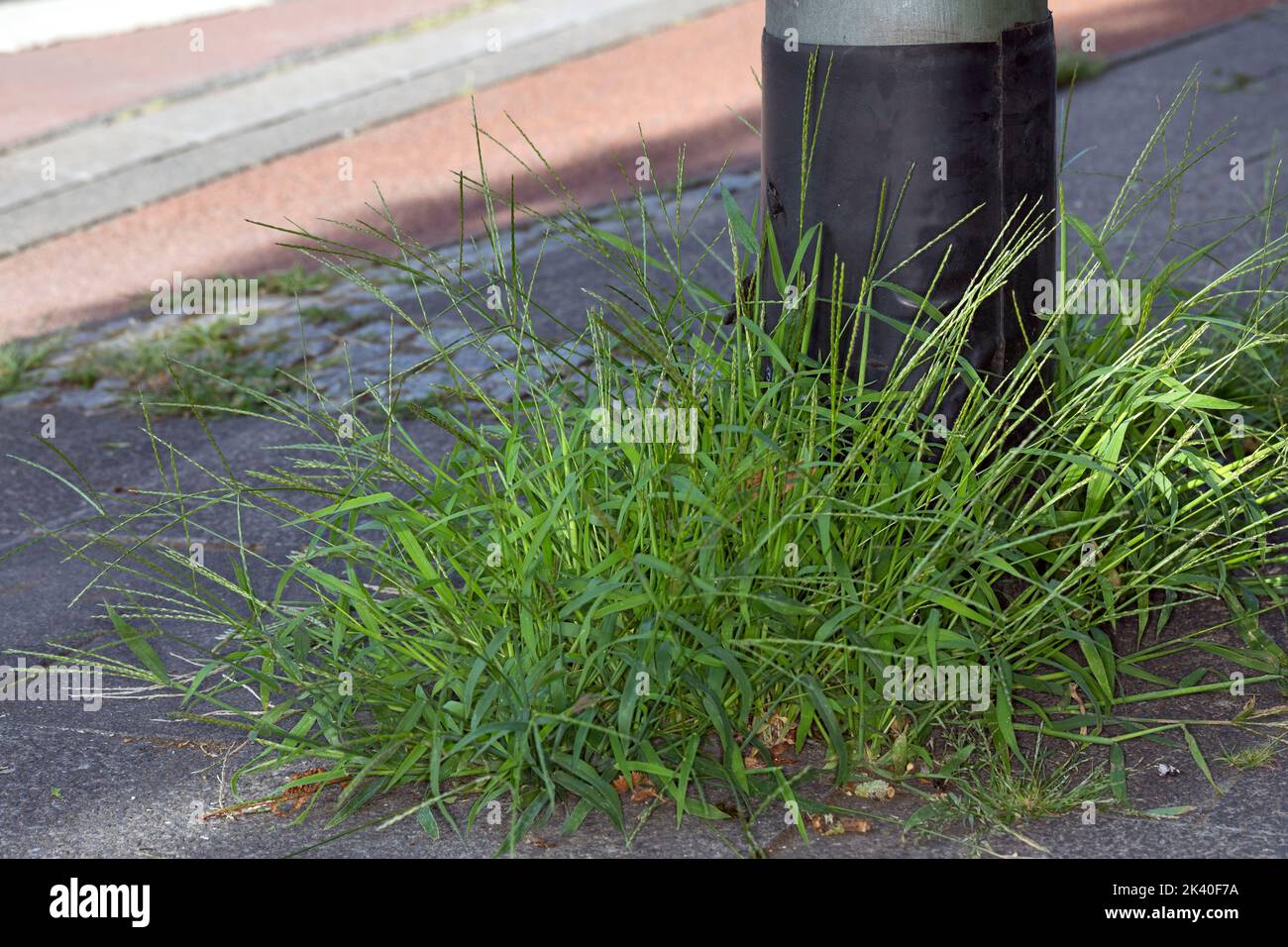 Herbe à doigts poilue, grande herbacée (Digitaria sanguinalis), sur un trottoir, Allemagne Banque D'Images