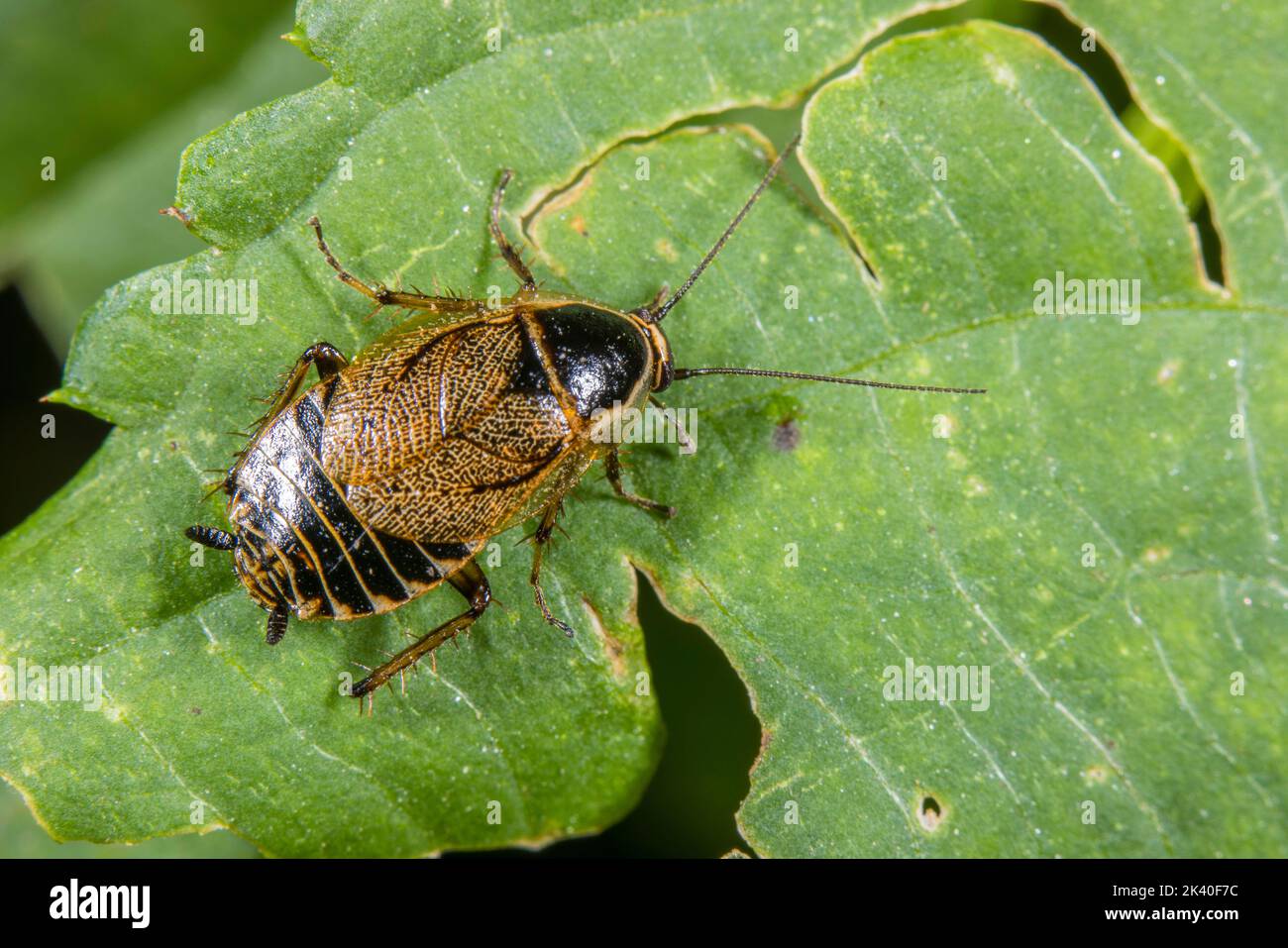 Tawny Cockroach, Ectobid Cockroach (Ectobius lapponicus), nymphe est assis sur une feuille, en Allemagne Banque D'Images