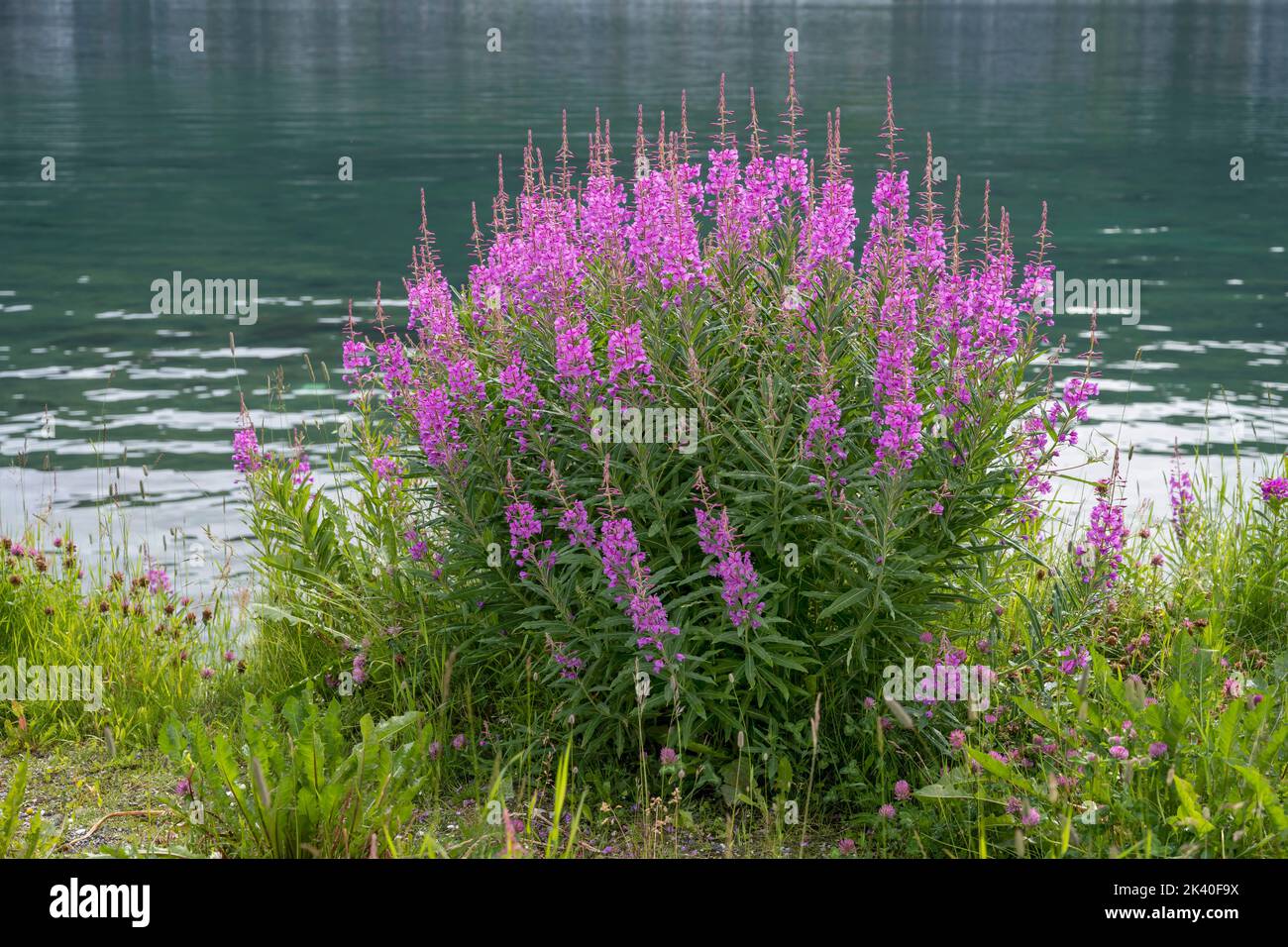 Fireweed, sally en fleurs, feuilles de saule de Rosebay, grandes feuilles de saule (Epilobium angustifolium, Chamerion angustifolium), fleurs sur la rive d'un lac, Banque D'Images
