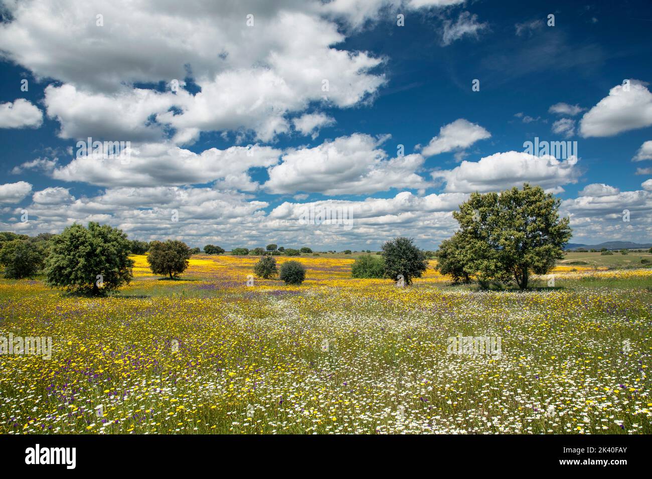 Chêne de Holm, chêne d'Evergreen, chêne de Holly, chêne d'Evergreen (Quercus ilex), prairies fleuries avec chênes de holm, Espagne, Estrémadure, Valence d'Alcantara Banque D'Images