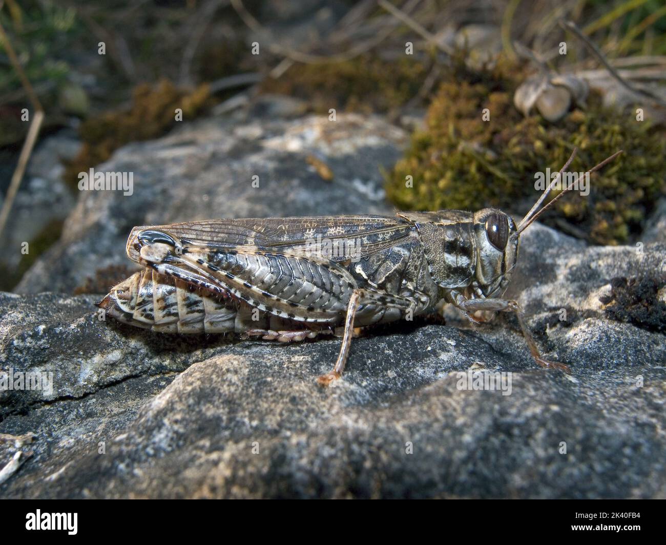 Le criquet italien (Callipamus italicus, Calliptenus cerisanus), est assis sur une pierre, l'Allemagne Banque D'Images