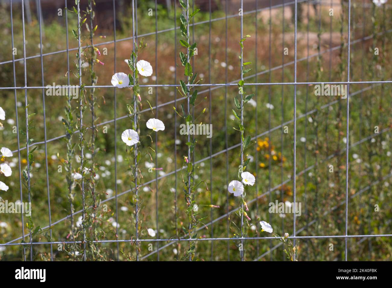 Herbe à poux, champ Morning-Glory, petite herbe à poux (Convolvulus arvensis), entorée sur une clôture, Allemagne Banque D'Images