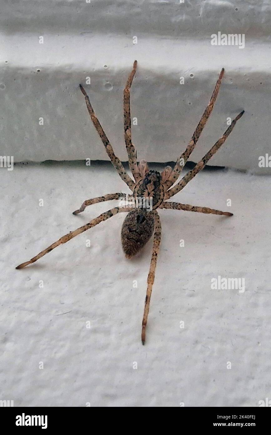 Zoropsis spinimana (Zoropsis spinimana), sur le mur, Allemagne, Rhénanie-du-Nord-Westphalie Banque D'Images