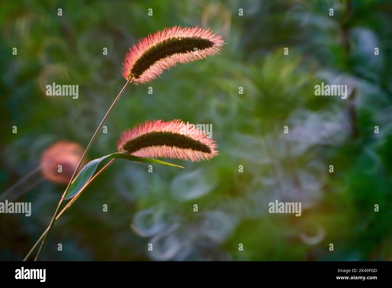Herbe en bouteille, soie verte, queue de renard verte (Setaria viridis), deux oreilles en contre-jour, Allemagne, Rhénanie-du-Nord-Westphalie Banque D'Images