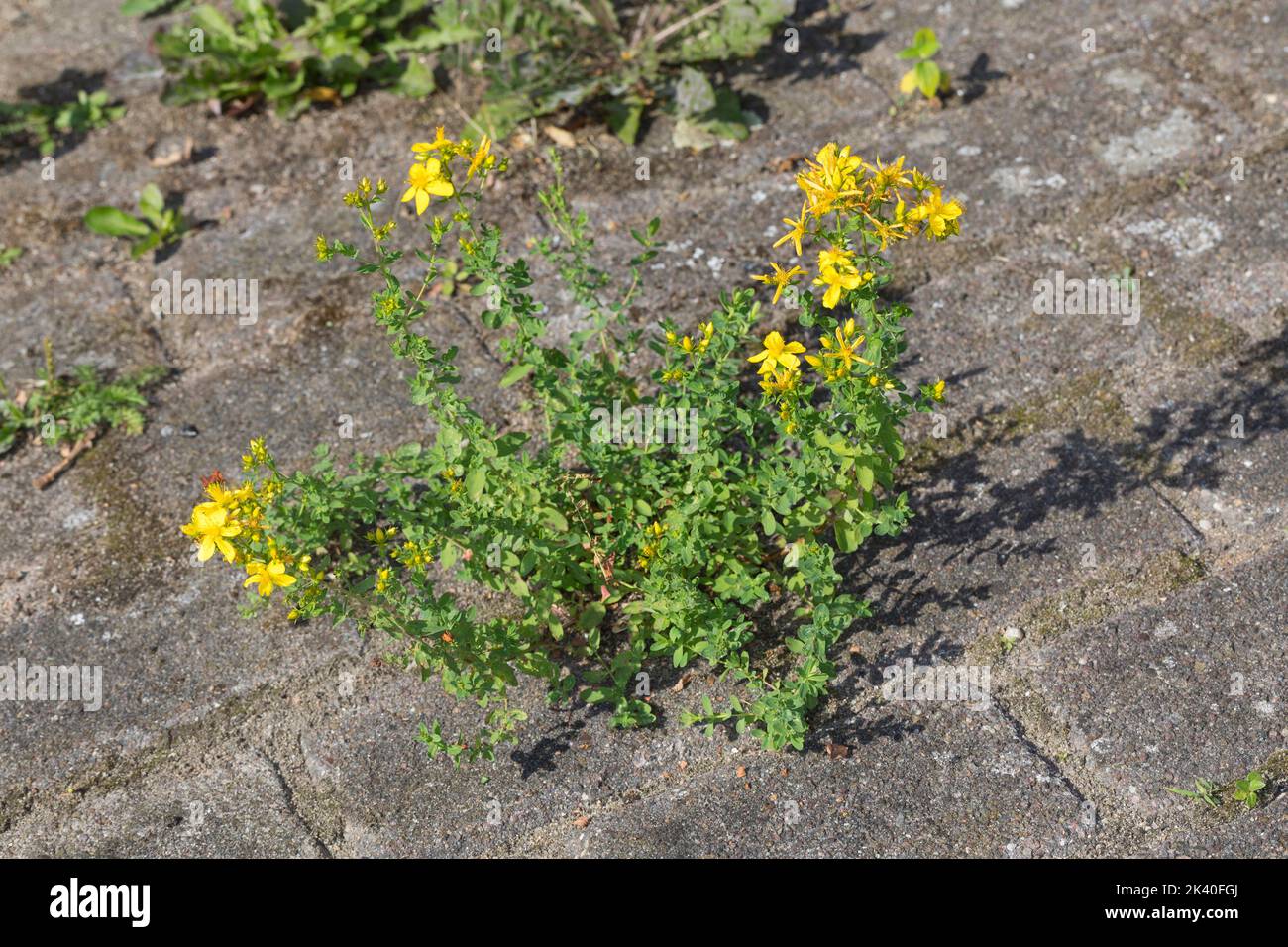 Millepertuis, millepertuis, millepertuis, millepertuis, millepertuis (Hypericum perforatum), croissant sur une chaussée, Allemagne Banque D'Images