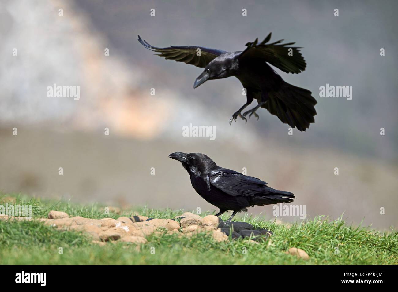 Corbeau commun (Corvus corax), corbeau se dresse sur le sol un autre pays à côté, Espagne, Pyrénées, Sierra de Port del Comte Banque D'Images