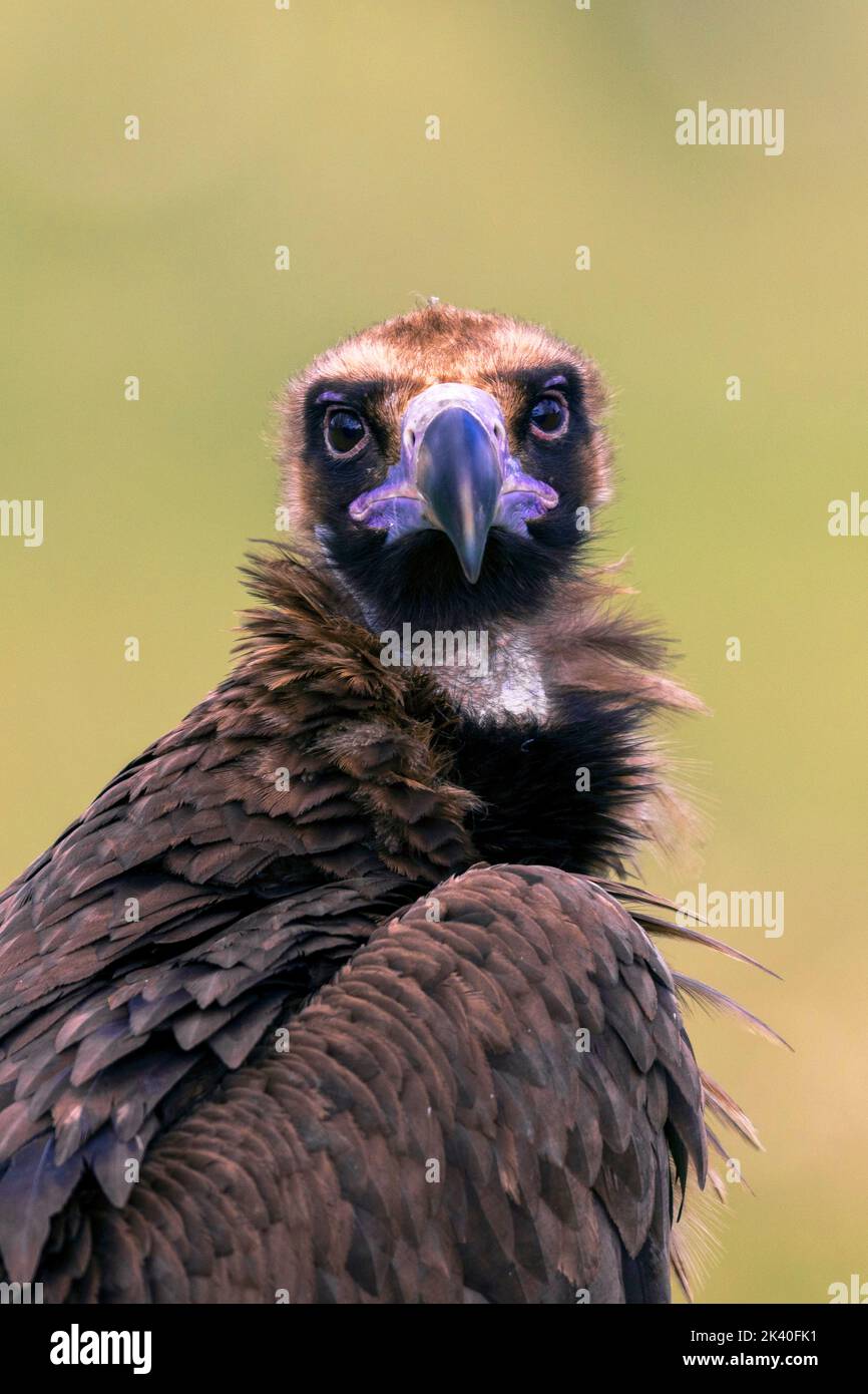 Vautour cinereux (Aegyppius monachus), en plumage juvénile, portrait demi-longueur, Espagne, Estrémadure, Sierra de San Pedro Banque D'Images