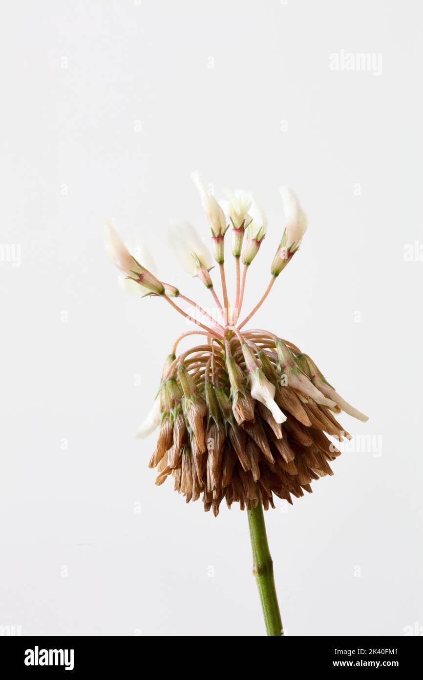 Trèfle blanc (Trifolium repens), fructification, Allemagne, Rhénanie-du-Nord-Westphalie Banque D'Images