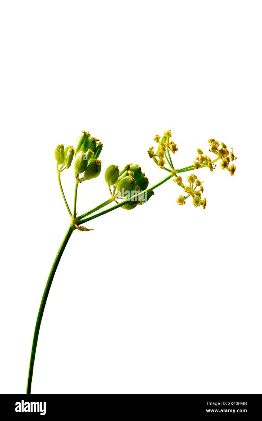 Fenouil doux (Foenicule vulgare, Anethum foenicule), tige de fleurs et de fruits Banque D'Images