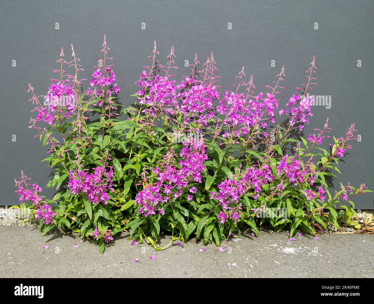 Fireweed, sally en fleurs, Rosebay saule-herbe, Grande saule-herbe (Epilobium angustifolium, Chamerion angustifolium), floraison à une façade, Norvège, Banque D'Images