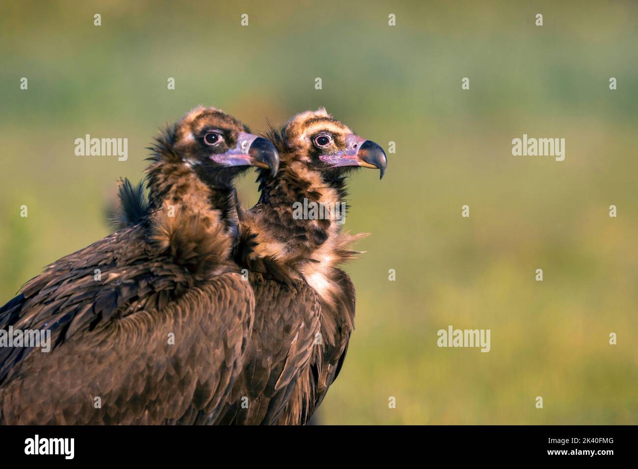 Vautour cinereux (Aegypius monachus), deux vautour cinereux dans le plumage juvénile, portrait demi-longueur, Espagne, Estrémadure, Sierra de San Pedro Banque D'Images