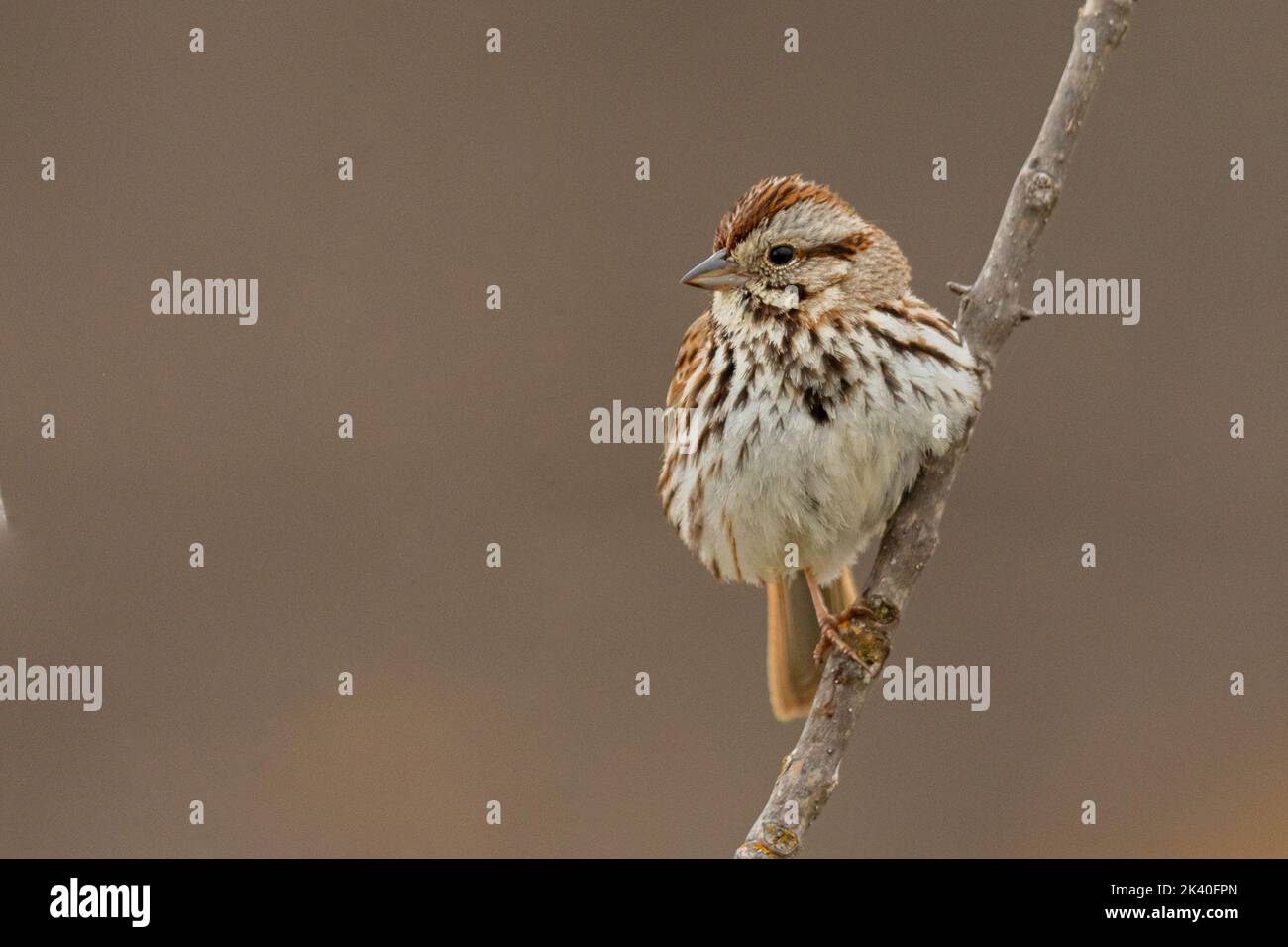 Bruant de chant (Melospiza melodia), perché sur une succursale, Canada, Manitoba, parc national du Mont-Riding Banque D'Images