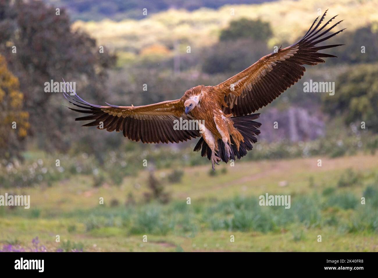 griffon vautour (Gyps fulvus), terres pour jeunes sur le terrain, Espagne, Katalonia, Salorino, Sierra de San Pedro Banque D'Images