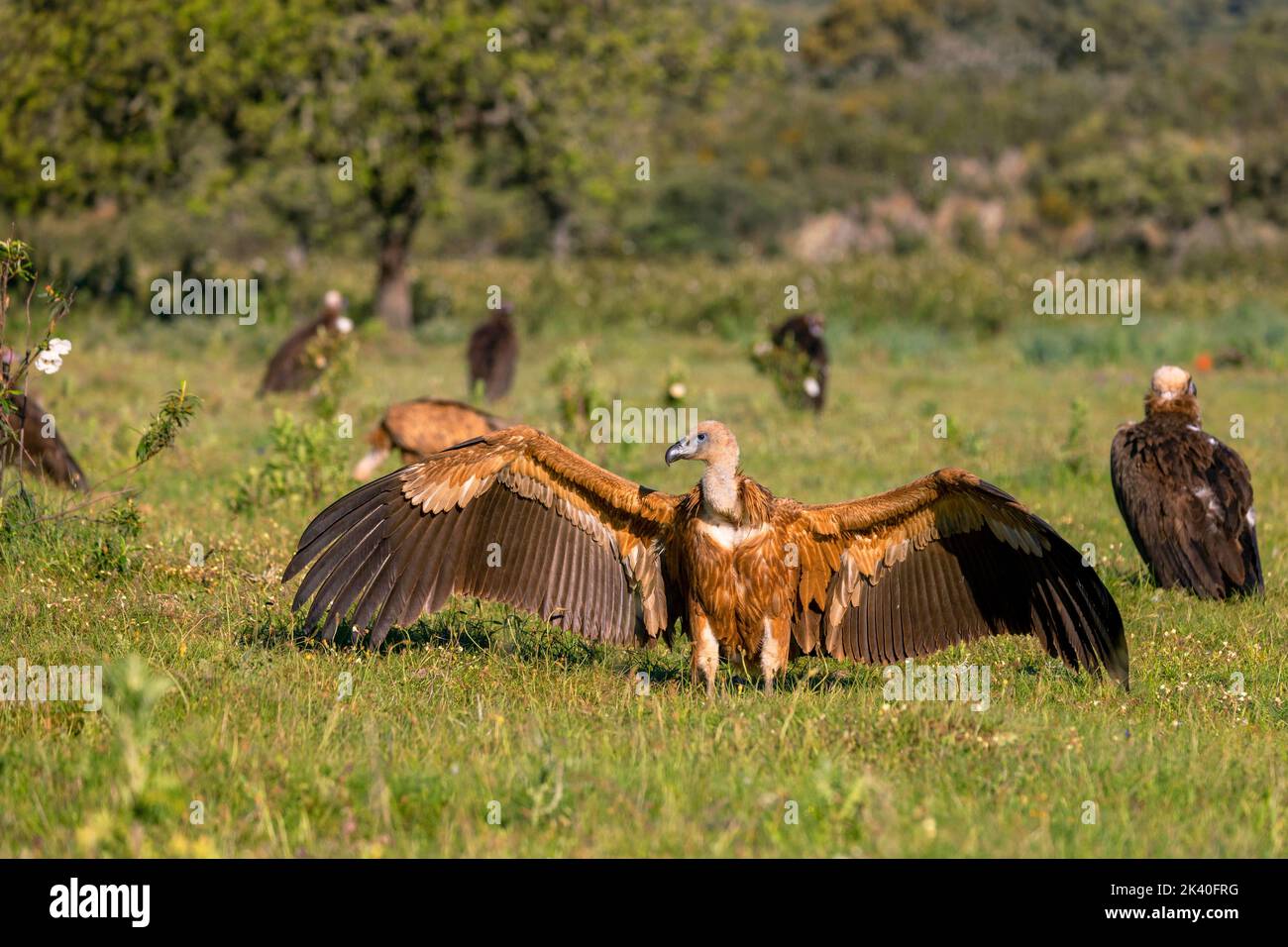 griffon vautour (Gyps fulvus), jeune prend un bain de soleil dans un pré, Espagne, Katalonia, Salorino, Sierra de San Pedro Banque D'Images