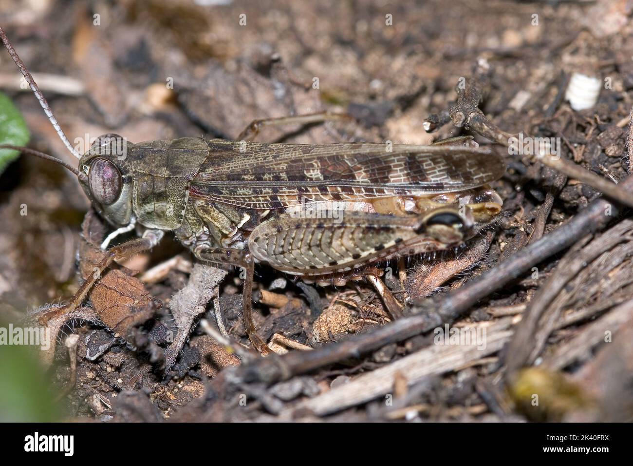 Le criquet italien (Callipamus italicus, Calliptenus cerisanus), au sol, en Allemagne Banque D'Images