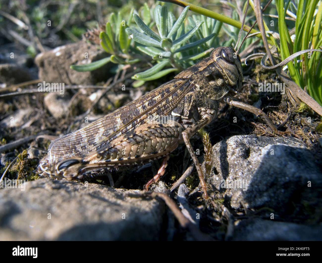 Le criquet italien (Callipamus italicus, Calliptenus cerisanus), est assis sur une pierre, l'Allemagne Banque D'Images