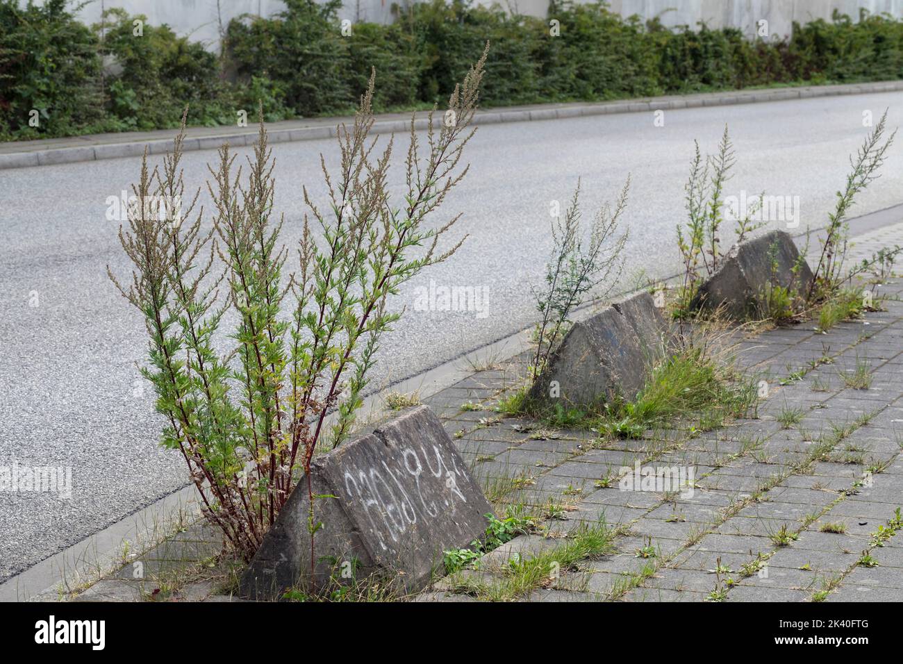 Moût commun, moût commun (Artemisia vulgaris), à la frontière de la rue, Allemagne Banque D'Images