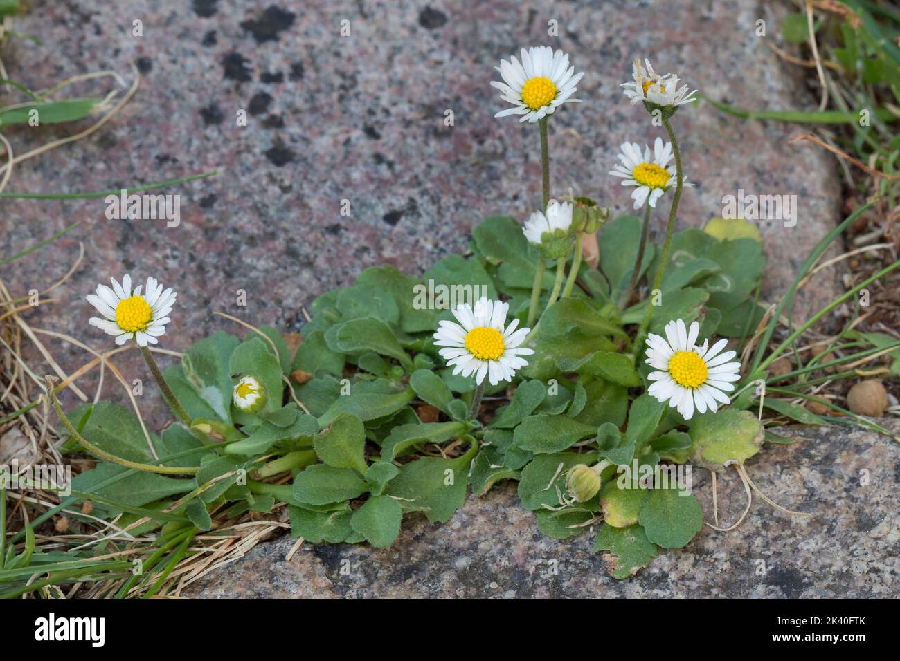 Pâquerette commune, pâquerette de pelouse, pâquerette anglaise (Bellis perennis), sur un trottoir, Allemagne Banque D'Images