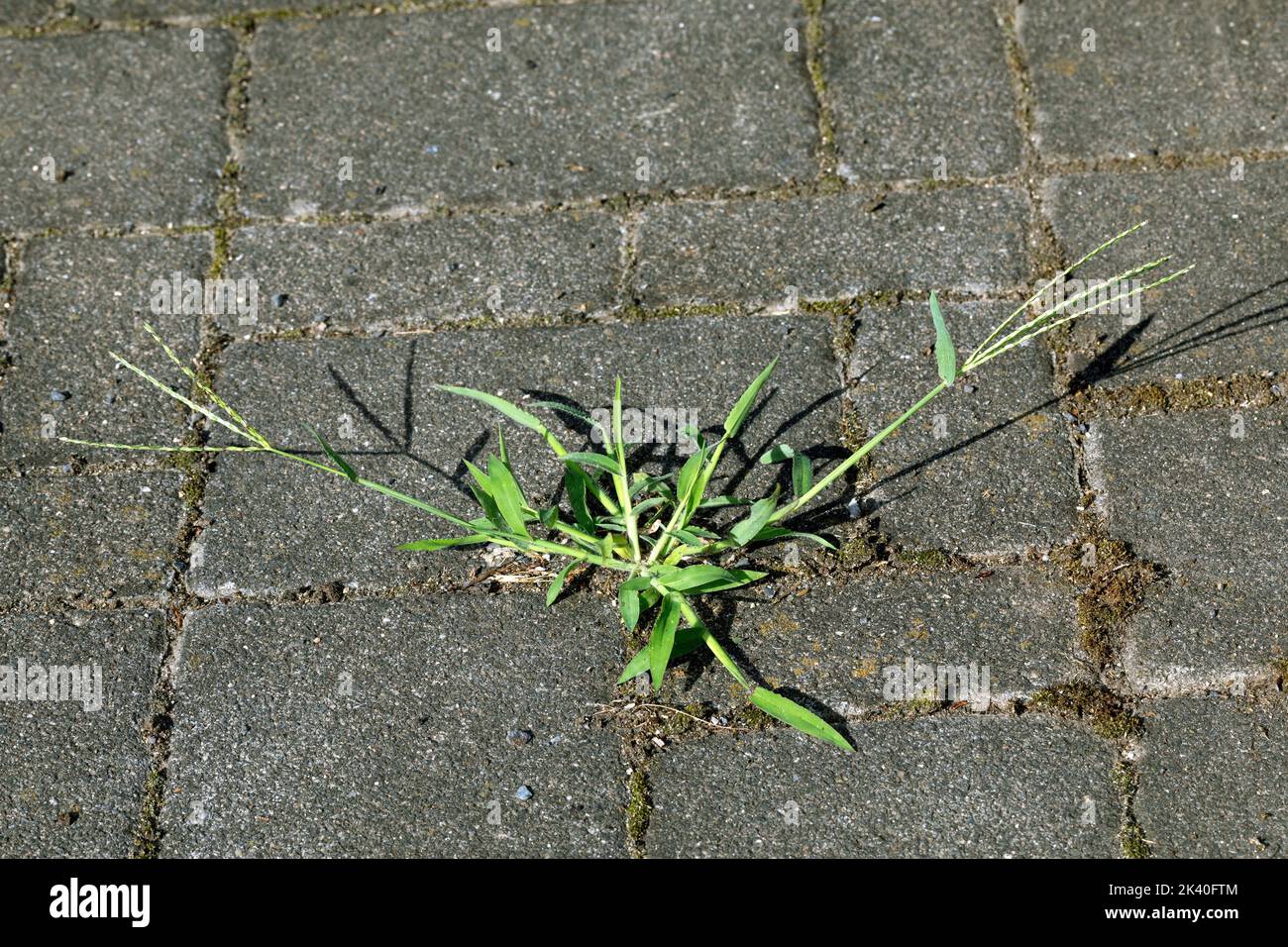 Herbe à doigts poilue, grande herbacée (Digitaria sanguinalis), sur un trottoir, Allemagne Banque D'Images