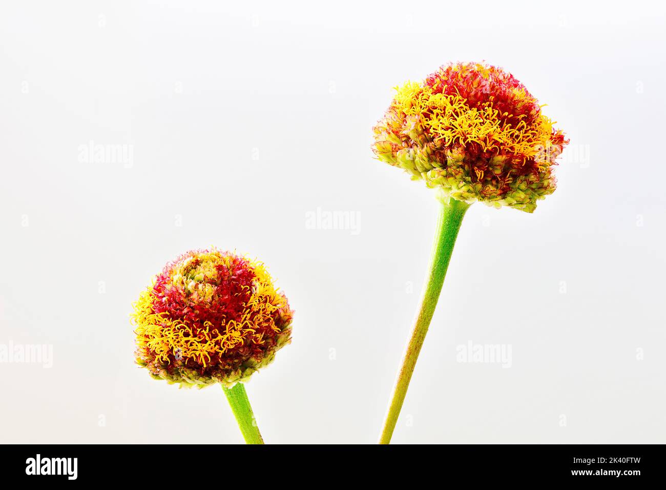 Zinnia, jeunes et vieux, Zinnia commune (Zinnia elegans), deux têtes de fleurs flétries Banque D'Images